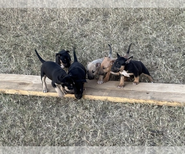 Medium Photo #3  Breeder Profile in LINCOLN, TX, USA