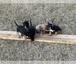 Small #2 Breeder Profile image