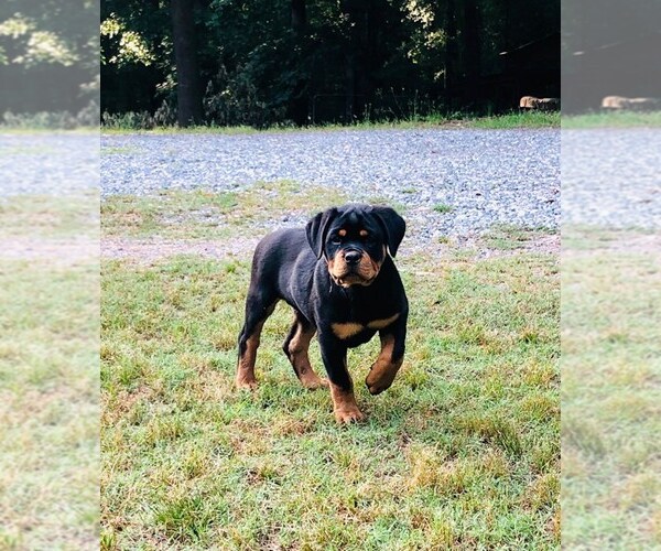 Medium Photo #1  Breeder Profile in DANIELSVILLE, GA, USA