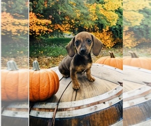 Dachshund Dog Breeder near SAINT LOUIS, MO, USA