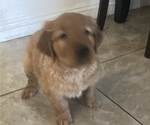 Small breeder photo