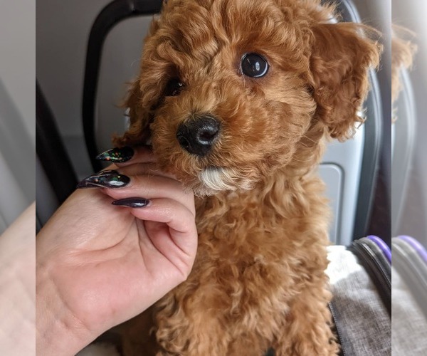 Medium Photo #1  Breeder Profile in WILLOW SPRING, NC, USA