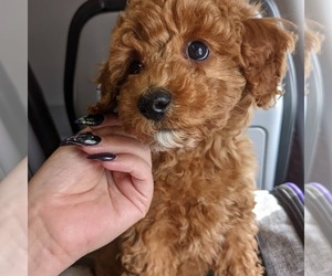 Poodle (Miniature) Dog Breeder near WILLOW SPRING, NC, USA