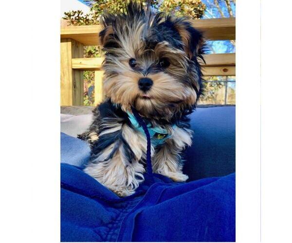 Medium Photo #1  Breeder Profile in CORNERSVILLE, TN, USA