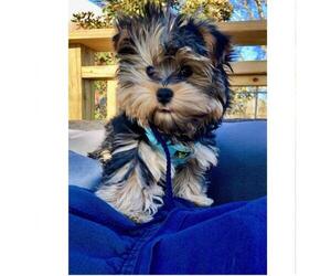Morkie Dog Breeder near CORNERSVILLE, TN, USA