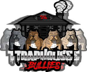 American Bully Dog Breeder in MAPLE HEIGHTS,  USA