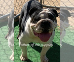 Small Photo #7  Breeder Profile in VICTORVILLE, CA, USA