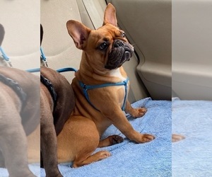 French Bulldog Dog Breeder near GADSDEN, AL, USA