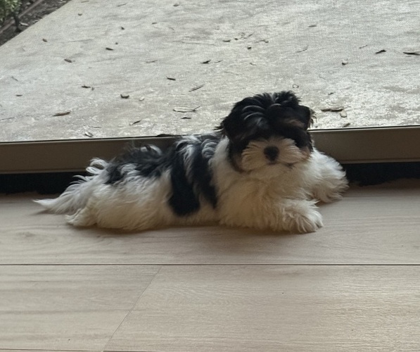 Medium Photo #20  Breeder Profile in PLANO, TX, USA