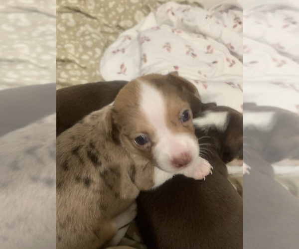 Medium Photo #15  Breeder Profile in NORTH PROVIDENCE, RI, USA