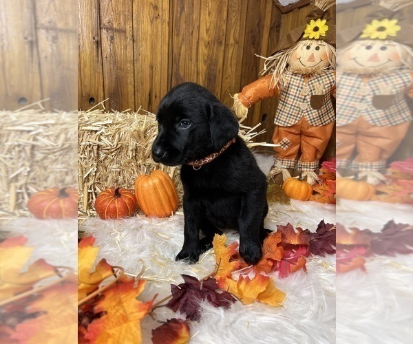 Medium Photo #74  Breeder Profile in NEOLA, WV, USA