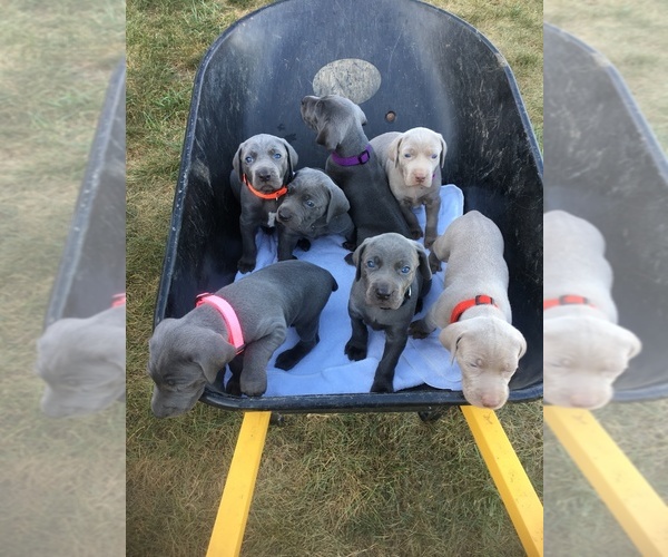 Medium Photo #1  Breeder Profile in SHELBYVILLE, IN, USA