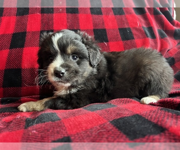 Medium Photo #7  Breeder Profile in BAKER CITY, OR, USA