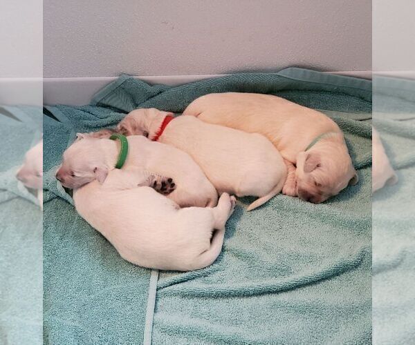 Medium Photo #2  Breeder Profile in PENNINGTON, TX, USA