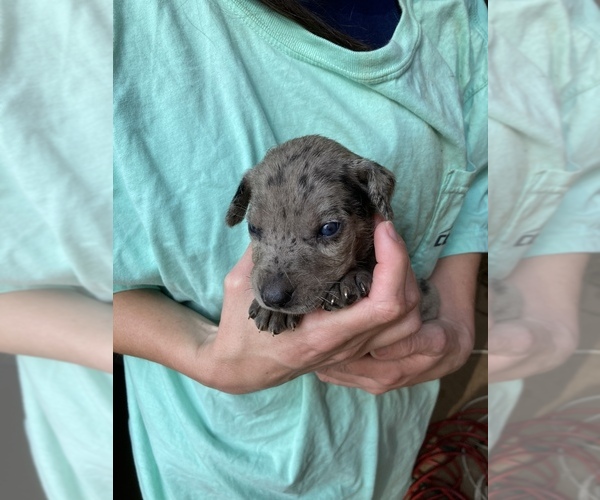 Medium Photo #1  Breeder Profile in EUNICE, LA, USA