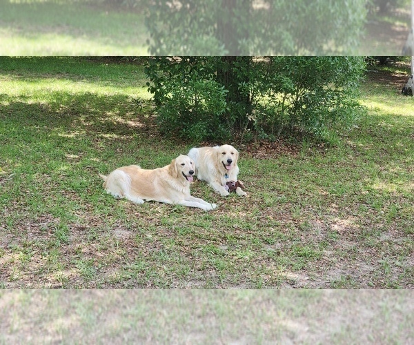 Medium Photo #2  Breeder Profile in HIGH SPRINGS, FL, USA