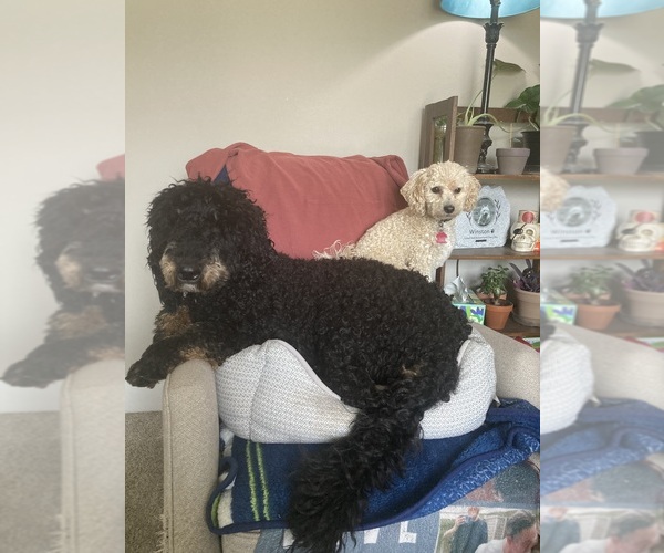 Medium Photo #15  Breeder Profile in DEER PARK, WA, USA