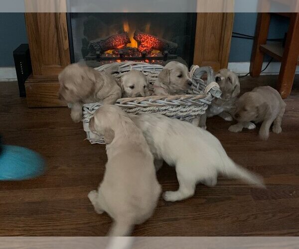 Medium Photo #1  Breeder Profile in ALLEN PARK, MI, USA