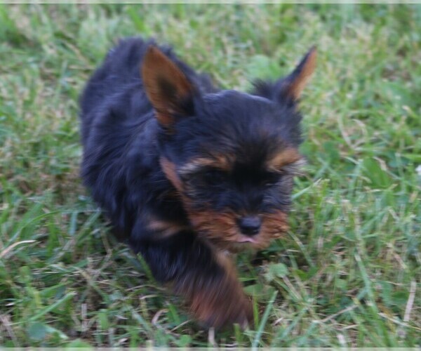 Medium Photo #1  Breeder Profile in HIGHLANDVILLE, MO, USA
