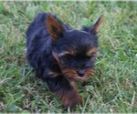 Small breeder photo