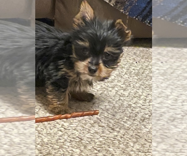 Medium Photo #1  Breeder Profile in STAPLETON, AL, USA