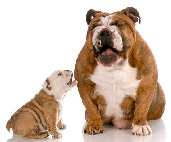 Medium Photo #1  Breeder Profile in MARYSVILLE, WA, USA