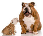 Small breeder photo