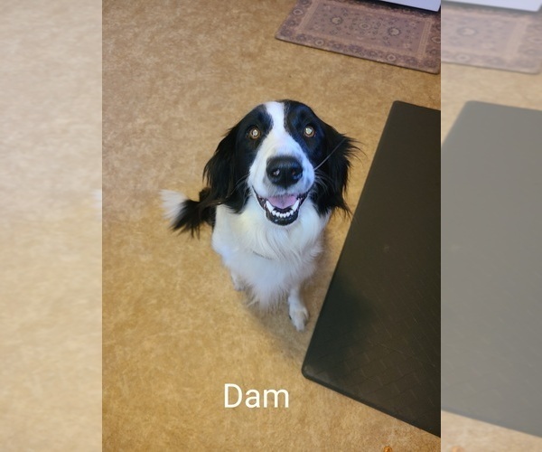 Medium Photo #6  Breeder Profile in NEW CASTLE, IN, USA