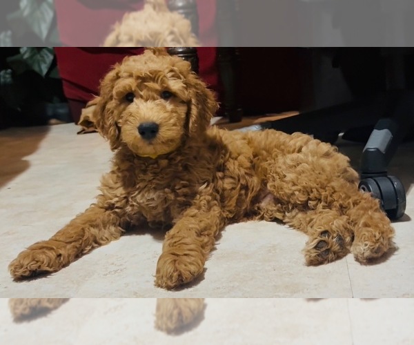 Medium Photo #3  Breeder Profile in CLEVELAND, OH, USA