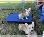 Small #6 Breeder Profile image