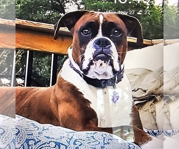 Medium Photo #1  Breeder Profile in CEDAR LAKE, IN, USA