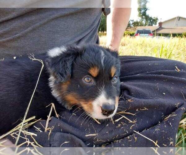 Medium Photo #1  Breeder Profile in DAYTON, OR, USA
