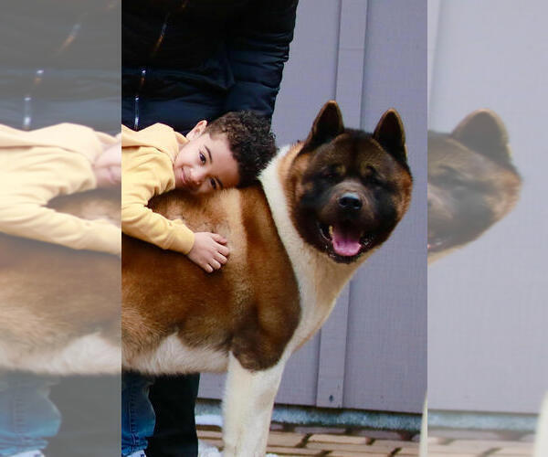 Medium Photo #1  Breeder Profile in SUSSEX, NJ, USA