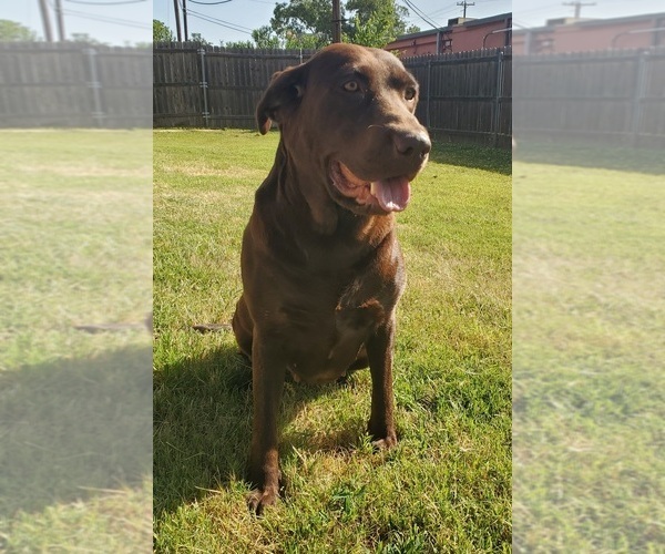 Medium Photo #2  Breeder Profile in JOSHUA, TX, USA