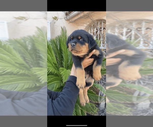 Medium Photo #4  Breeder Profile in SYLMAR, CA, USA