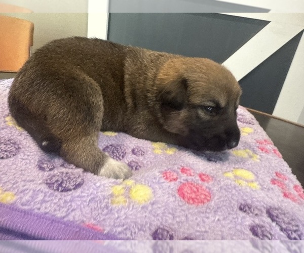 Medium Photo #26  Breeder Profile in LULING, TX, USA