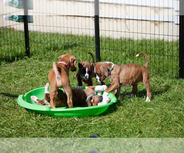Medium Photo #1  Breeder Profile in ANTIOCH, IL, USA