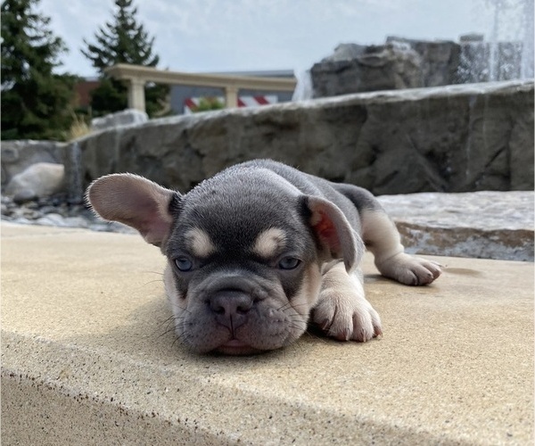 Medium Photo #2  Breeder Profile in MAPLE GROVE, MN, USA