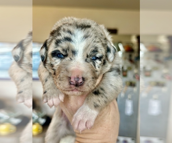 Medium Photo #55  Breeder Profile in CAMAS, WA, USA