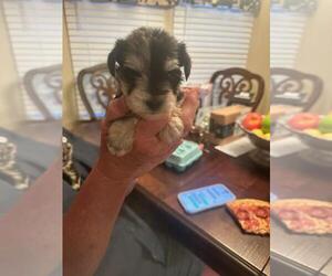 Schnauzer (Miniature) Dog Breeder near OCILLA, GA, USA