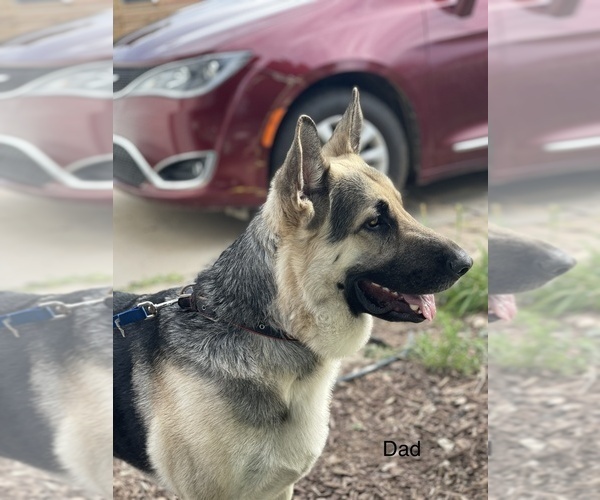 Medium Photo #1  Breeder Profile in CIMARRON HILLS, CO, USA