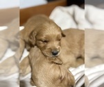 Small #19 Breeder Profile image