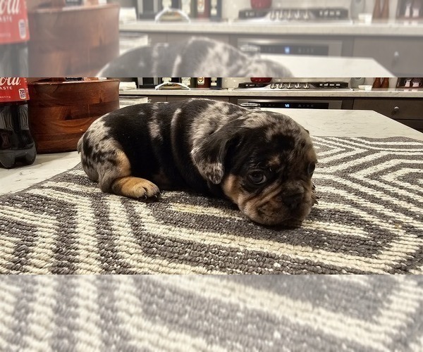 Medium Photo #4  Breeder Profile in CHINO HILLS, CA, USA
