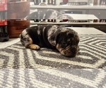 Small #3 Breeder Profile image