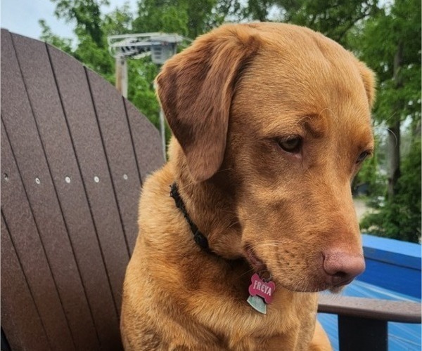 Medium Photo #8  Breeder Profile in BUFFALO, NY, USA