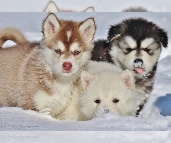 Medium Photo #1  Breeder Profile in OAKRIDGE, OR, USA