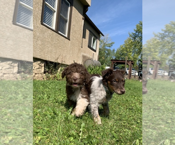 Medium Photo #1  Breeder Profile in DULUTH, MN, USA