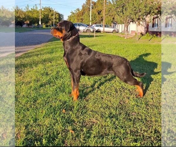 Medium Photo #1  Breeder Profile in YORK, SC, USA