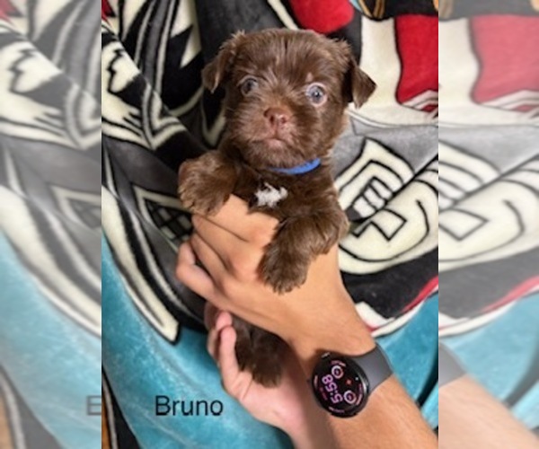 Medium Photo #57  Breeder Profile in SCOTTSDALE, AZ, USA