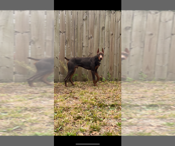 Medium Photo #1  Breeder Profile in WILMINGTON, NC, USA